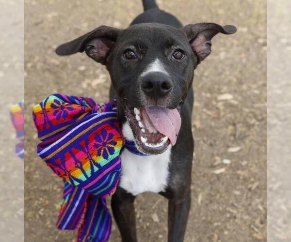 Medium Photo #2 Labrador Retriever Puppy For Sale in San Antonio, TX, USA