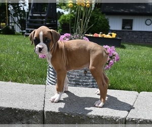 Boxer Puppy for sale in FREDERICKSBURG, OH, USA