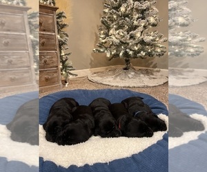 Labrador Retriever Puppy for Sale in DAVEY, Nebraska USA