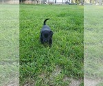 Small Photo #12 Labrador Retriever Puppy For Sale in LEBANON, MO, USA