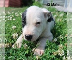 Small #6 Sheprador