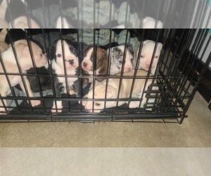 American Bully Puppy for sale in HOUSTON, TX, USA