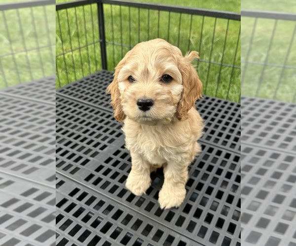 Medium Photo #8 Cockapoo (Miniature) Puppy For Sale in BUCKLEY, WA, USA