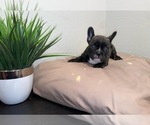 Puppy 1 French Bulldog
