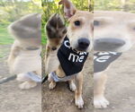 Small #4 Mutt