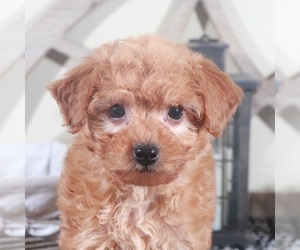 Goldendoodle-Poodle (Miniature) Mix Puppy for sale in MOUNT VERNON, OH, USA