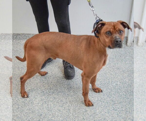 Medium Photo #2 Unknown-Vizsla Mix Puppy For Sale in Huntley, IL, USA