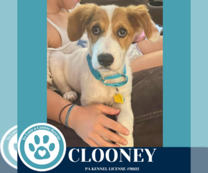 Australian Shepherd-Unknown Mix Dogs for adoption in Kimberton, PA, USA