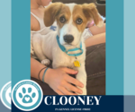 Small Australian Shepherd Mix
