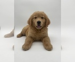 Small Photo #1 Golden Retriever Puppy For Sale in OCALA, FL, USA