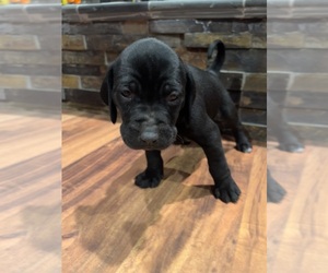 Labralas Puppy for sale in LAKEVILLE, MN, USA