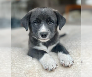 Retriever -Unknown Mix Dogs for adoption in Brooklyn Center, MN, USA