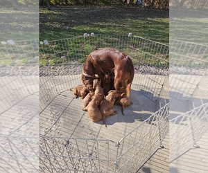 Irish Setter Puppy for sale in COLUMBUS, OH, USA