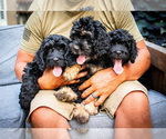 Small #4 Bernedoodle (Miniature)