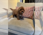 Small Photo #10 Cavapoo Puppy For Sale in LAS VEGAS, NV, USA