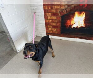 Rottweiler Dogs for adoption in San Bernardino, CA, USA