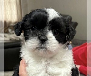 Shih Tzu Puppy for sale in HUMBOLDT, IA, USA