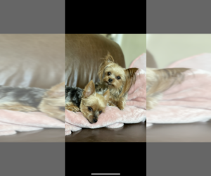 Chorkie Dogs for adoption in FLORISSANT, MO, USA