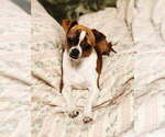 Small #3 Chihuahua