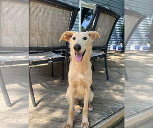 Labrador Retriever-Retriever  Mix Dogs for adoption in Plainfield, IL, USA
