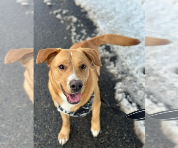 Medium Photo #8 Labrador Retriever-Unknown Mix Puppy For Sale in Westwood, NJ, USA