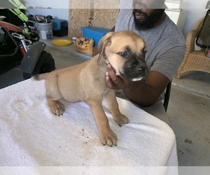 Cane Corso Puppy for sale in GONZALES, LA, USA