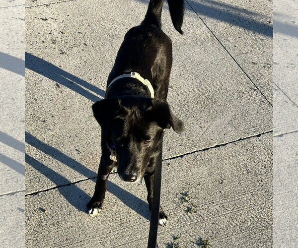 Medium Photo #7 Labrador Retriever-Unknown Mix Puppy For Sale in Fargo, ND, USA