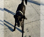 Small #6 Labrador Retriever Mix