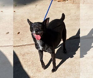 Chihuahua-Unknown Mix Dogs for adoption in Missouri City, TX, USA