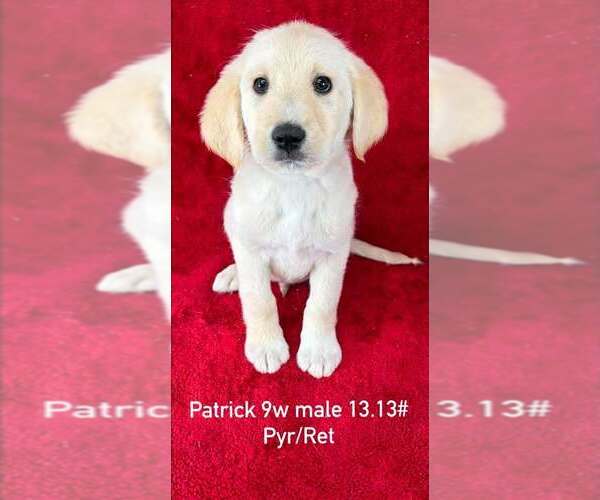 Medium Photo #1 Great Pyrenees-Retriever  Mix Puppy For Sale in Brewster, NY, USA