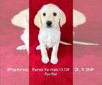 Small Great Pyrenees-Retriever  Mix
