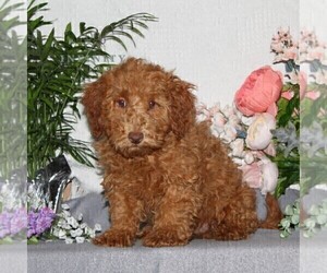 Bichpoo Puppy for sale in RISING SUN, MD, USA