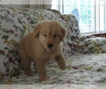 Small #6 Golden Retriever