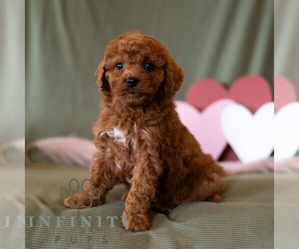 Medium Photo #3 Cavapoo (Miniature) Puppy For Sale in DORNSIFE, PA, USA