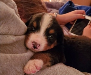 Bernese Mountain Dog Puppy for sale in LEETONIA, OH, USA