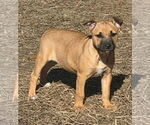 Small Black Mouth Cur-Labrador Retriever Mix