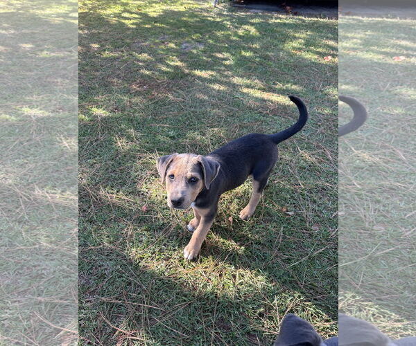 Medium Photo #9 Labrador Retriever-Unknown Mix Puppy For Sale in Garner, NC, USA