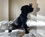 Small Photo #1 Golden Labrador Puppy For Sale in SPOKANE, WA, USA