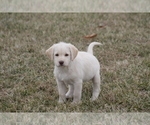 Small Photo #8 Labradoodle Puppy For Sale in MEMPHIS, MO, USA