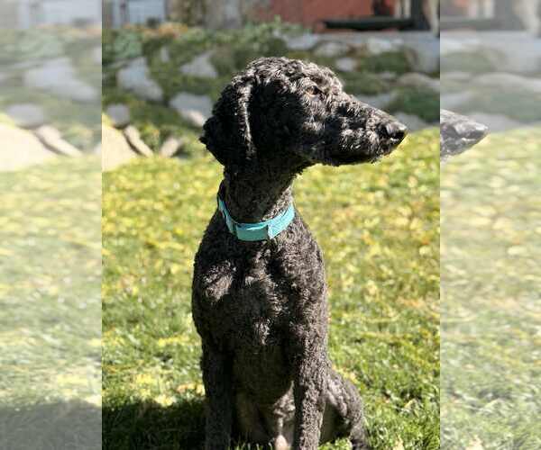 Medium Photo #10 Labrador Retriever-Unknown Mix Puppy For Sale in Sandy, UT, USA