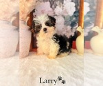 Small #10 YorkiePoo