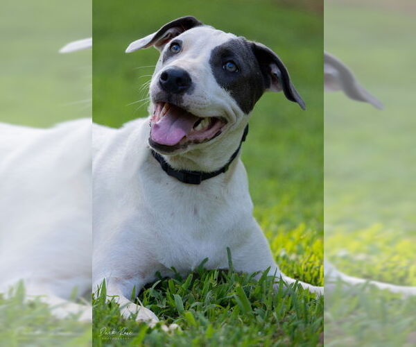 Medium Photo #2 American Bulldog-Whippet Mix Puppy For Sale in Milner, GA, USA