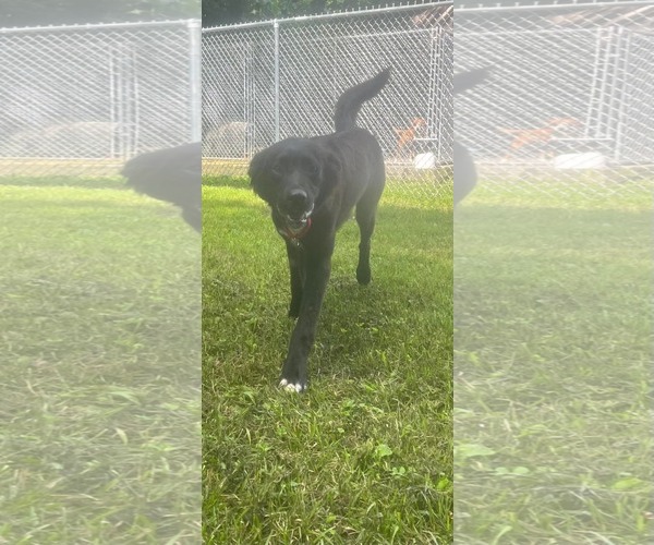 Medium Photo #1 Labrador Retriever-Unknown Mix Puppy For Sale in Hinton, WV, USA