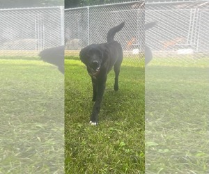 Labrador Retriever-Unknown Mix Dogs for adoption in Hinton, WV, USA