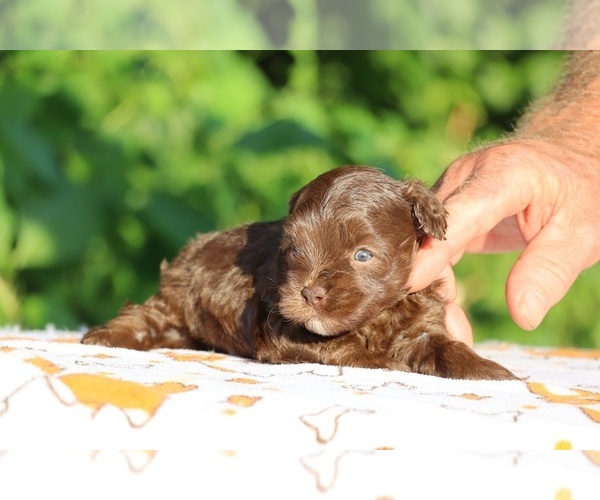 Medium Photo #17 ShihPoo Puppy For Sale in DYERSBURG, TN, USA