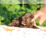 Small #16 ShihPoo