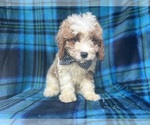 Small #1 Cavapoo