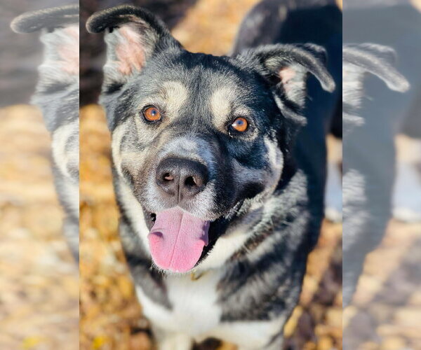 Medium Photo #2 Akita-Siberian Husky Mix Puppy For Sale in Social Circle, GA, USA