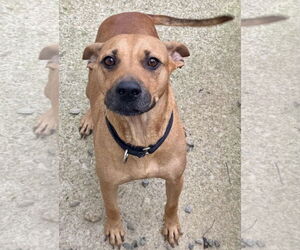 Labrador Retriever-Unknown Mix Dogs for adoption in Jefferson, NJ, USA