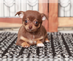 Small #2 Chihuahua